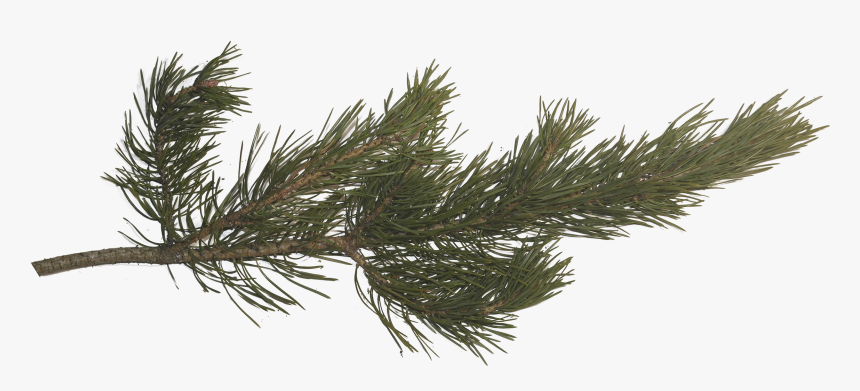 Pine Tree Branch Png, Transparent Png, Free Download