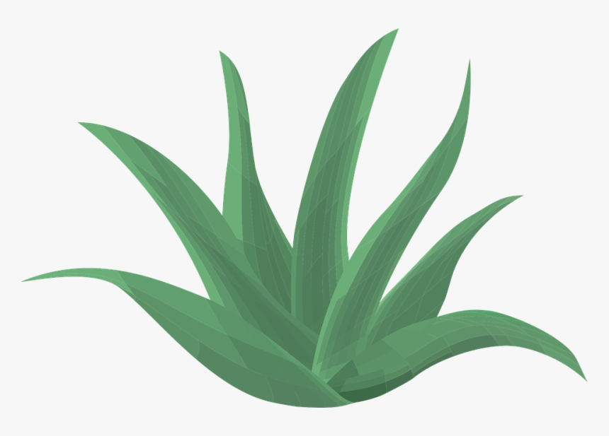 Aloe Vera, Plant, Green, Aloe, Vera, Leaf, Botany - Aloe Vera Animado Png, Transparent Png, Free Download