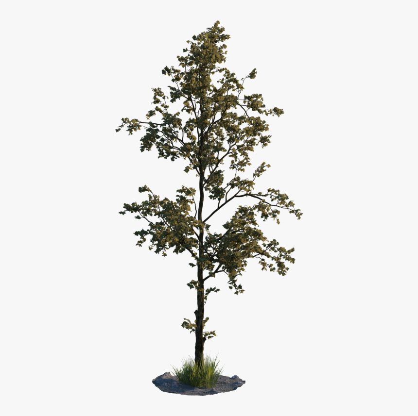 Low Quality Tree Png, Transparent Png, Free Download