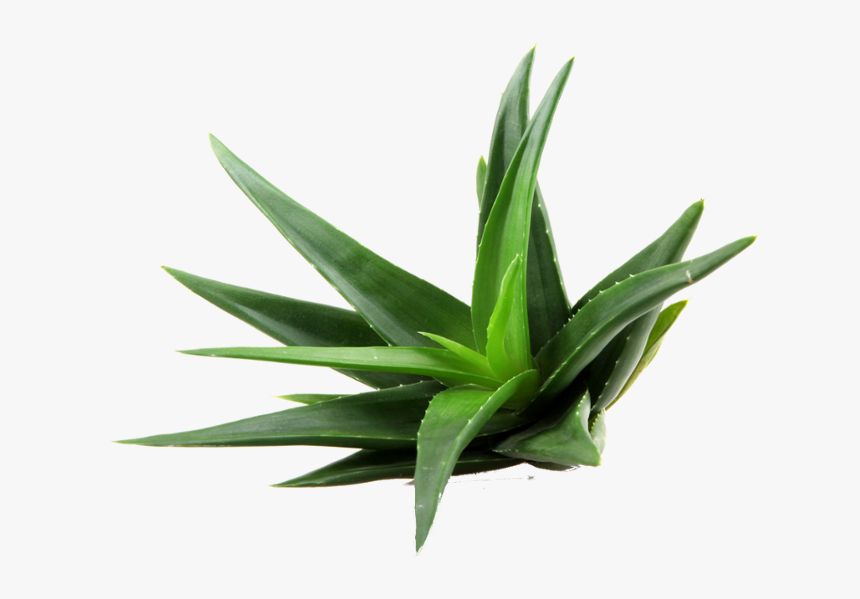 Aloe Png Clipart - Aloe Vera Plant Transparent, Png Download, Free Download