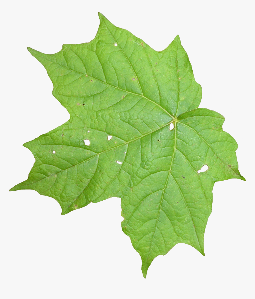 Plant Texture Png - Leaves Texture Png, Transparent Png, Free Download