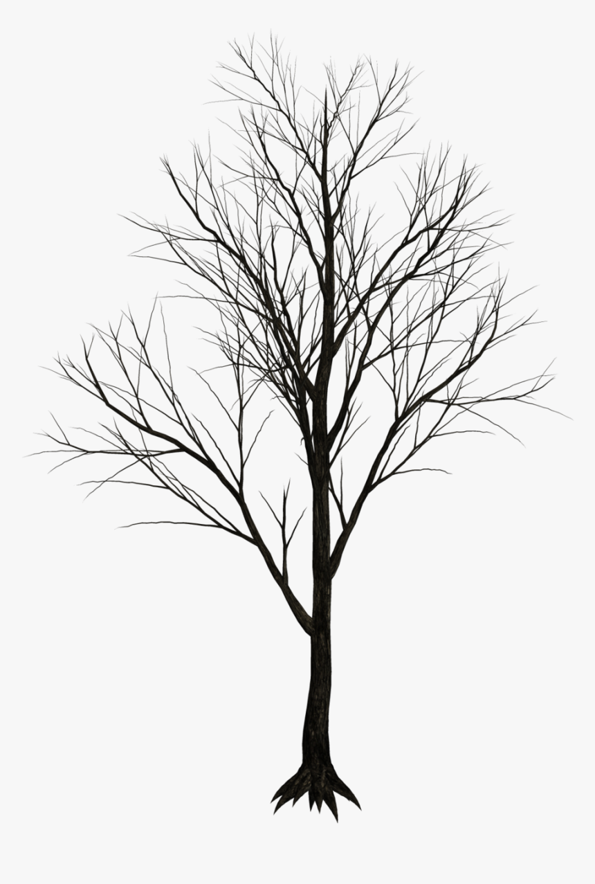 Bamboo Drawing Texture - Black Tree White Background, HD Png Download, Free Download