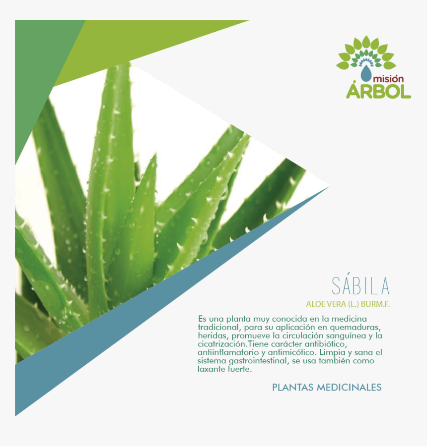 Aloe Vera, HD Png Download, Free Download