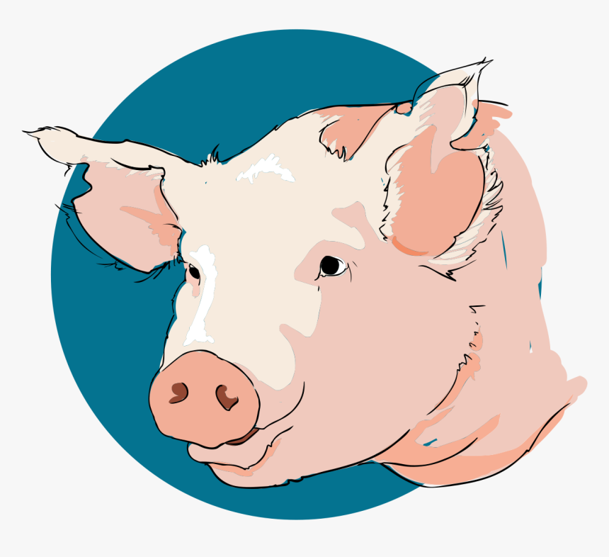 Transparent Cartoon Nose Png - Tete De Cochon Dessin, Png Download, Free Download