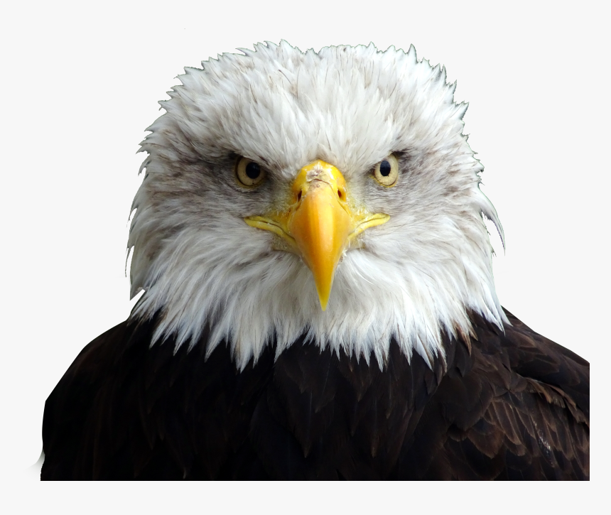 Bald Eagle Head Png, Transparent Png, Free Download