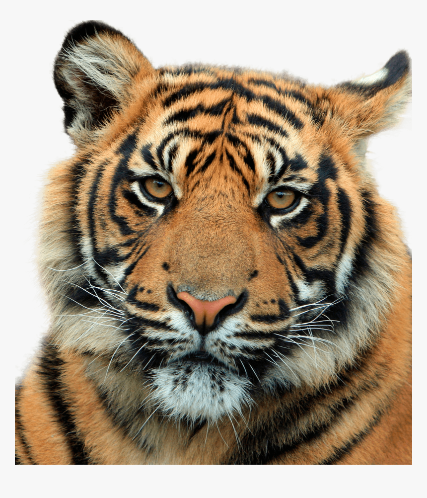 Cabeza De Tigre De Cerca - Tiger Head Png, Transparent Png, Free Download