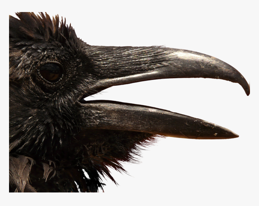 Cuervo, Png, Cabeza, Recorte, Gráficos, Animales - Mad Crow, Transparent Png, Free Download