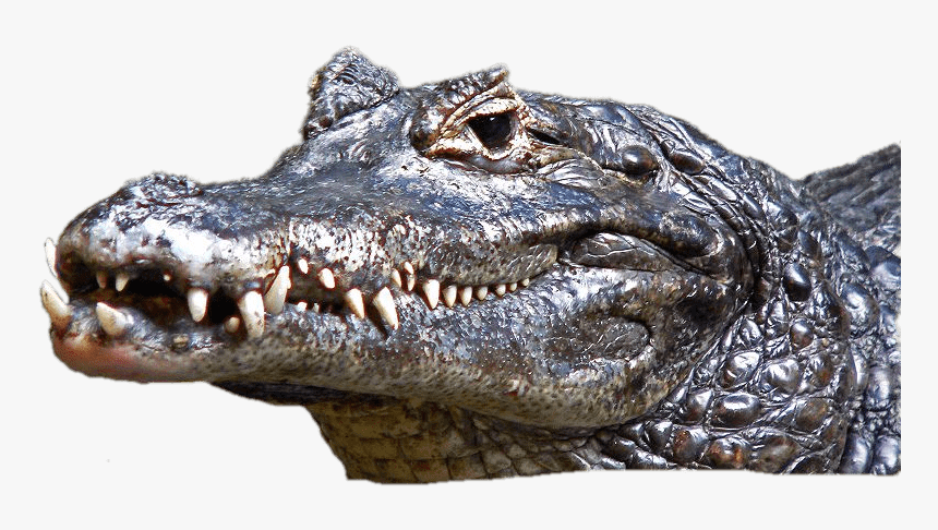 Caimán Cabeza - Caiman Png, Transparent Png, Free Download