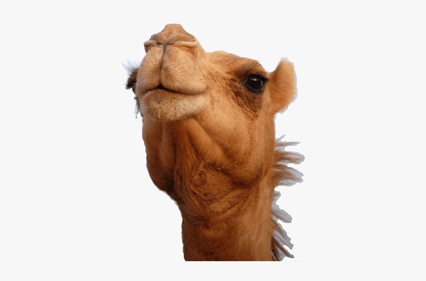 Camello Cabeza - Camel Head Png, Transparent Png, Free Download