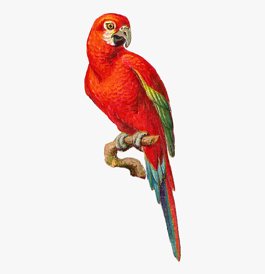 Macaw Bird Png Hd, Transparent Png, Free Download