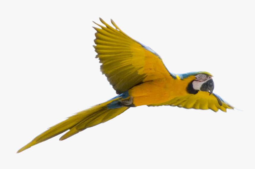 Parrot Bird Flight - Bird Transparent Background, HD Png Download, Free Download