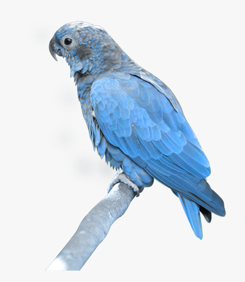 Parrot Png Background - Parrot Png, Transparent Png, Free Download