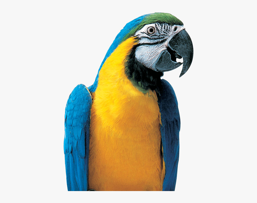 Colorful Parrot Png Picture - Bird Food, Transparent Png, Free Download