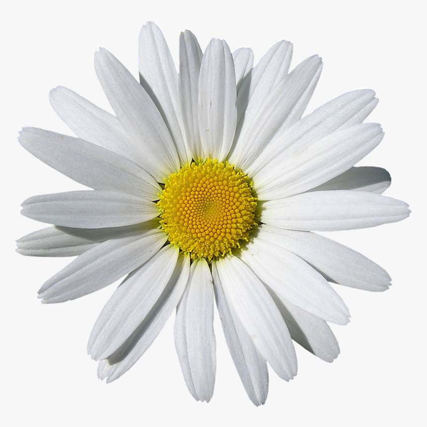 Daisy Png, Transparent Png, Free Download