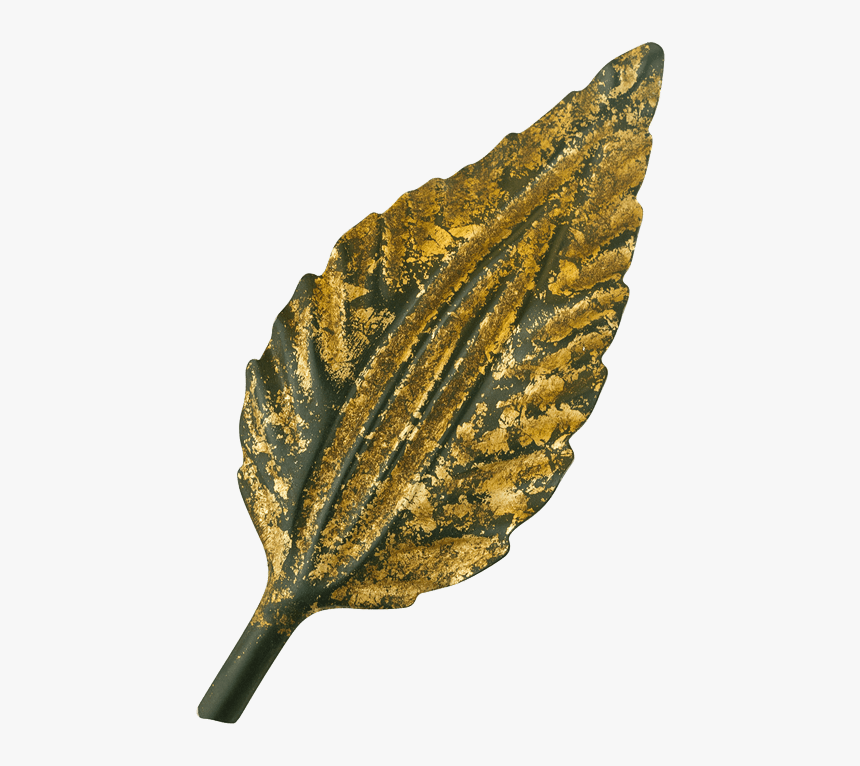 Green & Gold Leaf - Beech, HD Png Download, Free Download