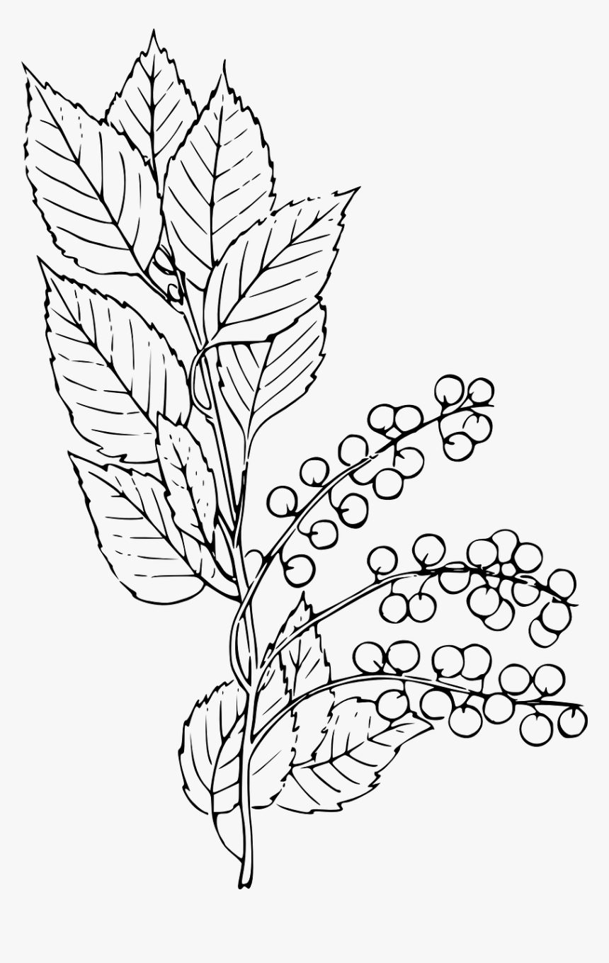 Transparent Choking Png - Chokecherry Drawing, Png Download, Free Download