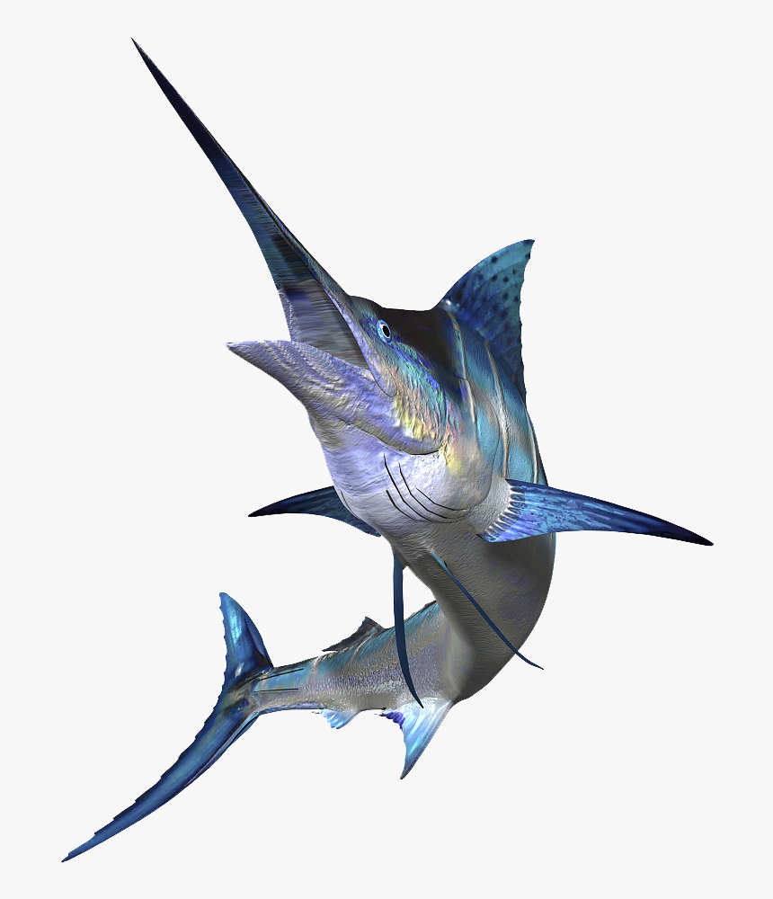 Sailfish Marlin Fishing Atlantic Blue Marlin Big-game - Marlin Png, Transparent Png, Free Download