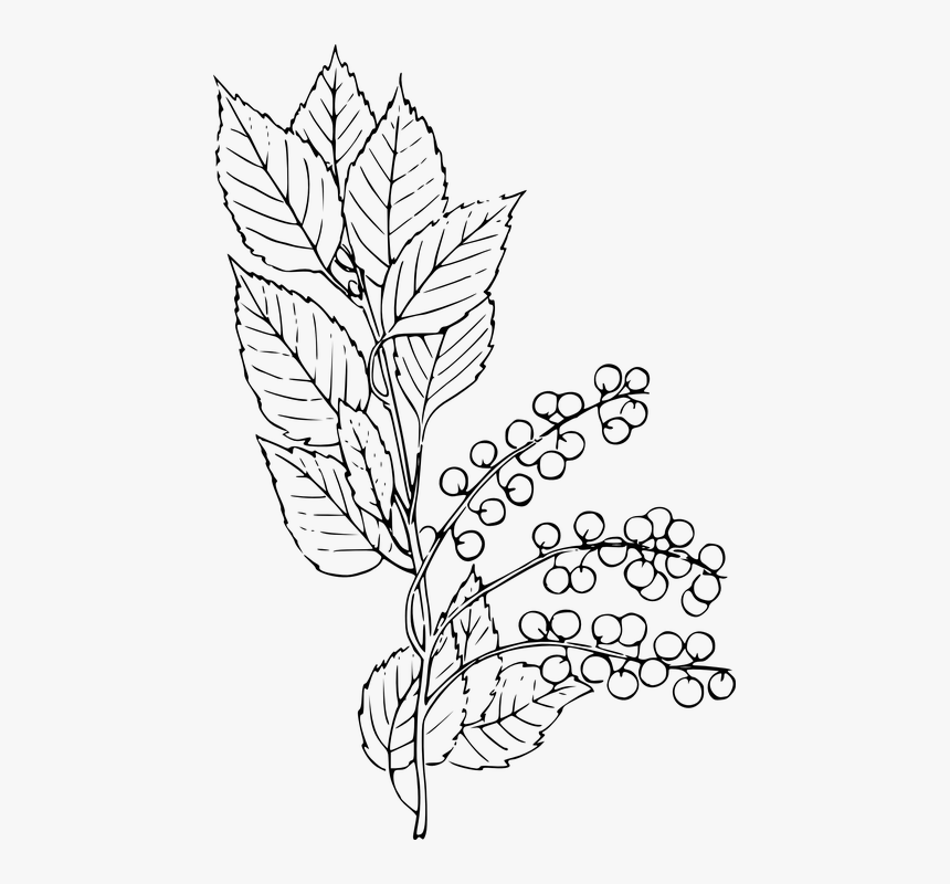 Chokecherry, Choke, Choking, Cherry, Tree, Plant - Chokecherry Drawing, HD Png Download, Free Download