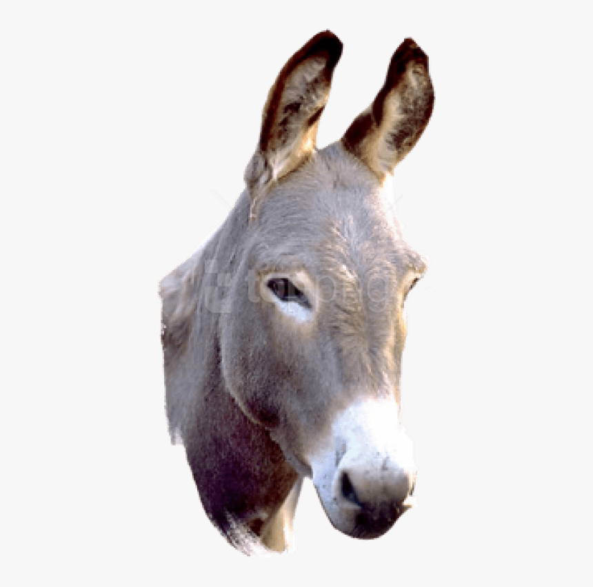 Donkey Png Picture Donkey Png Transparent Png Kindpng