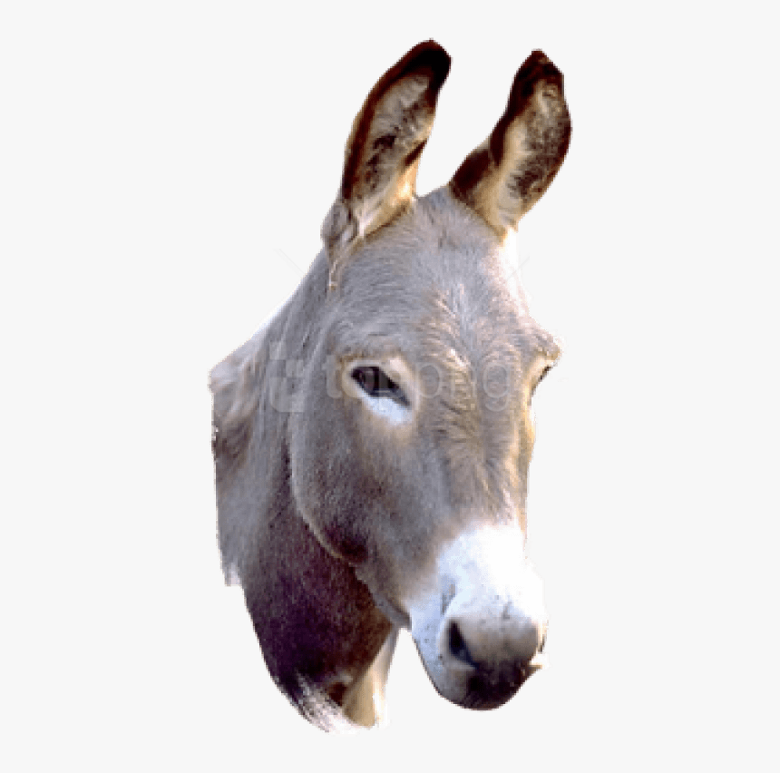 Donkey Png Picture - Donkey Png, Transparent Png, Free Download