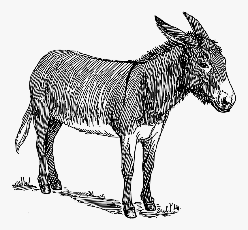 Donkey, Head, Standing, Animal, Tail, Ears, Mammal - Black And White Image Of Donkey, HD Png Download, Free Download