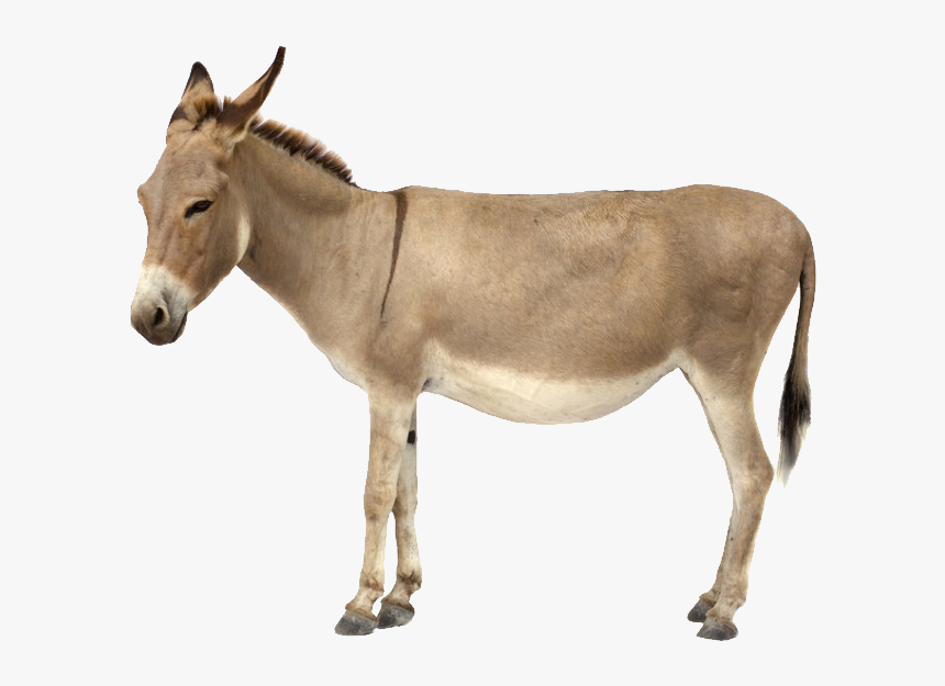 Donkey Png - Donkey Png - Donkey With White Background, Transparent Png, Free Download