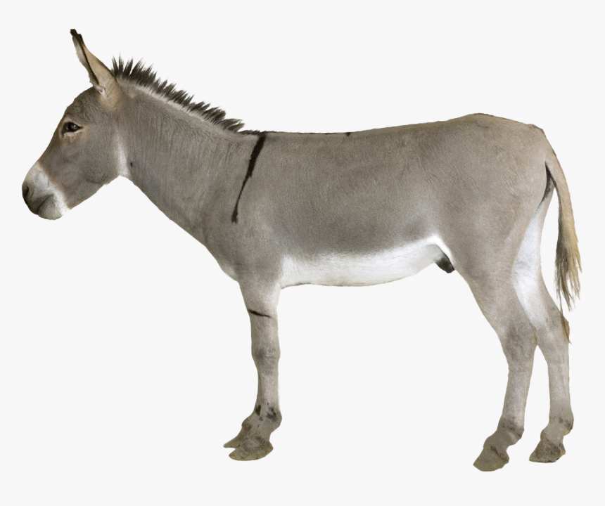 Transparent Burro Png - Donkey Png, Png Download, Free Download