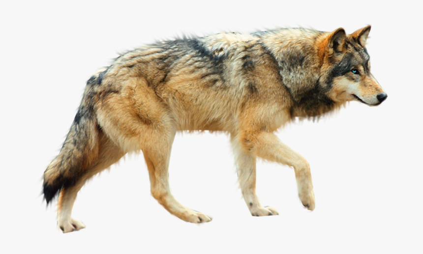 Transparent Background Wolf Png, Png Download, Free Download