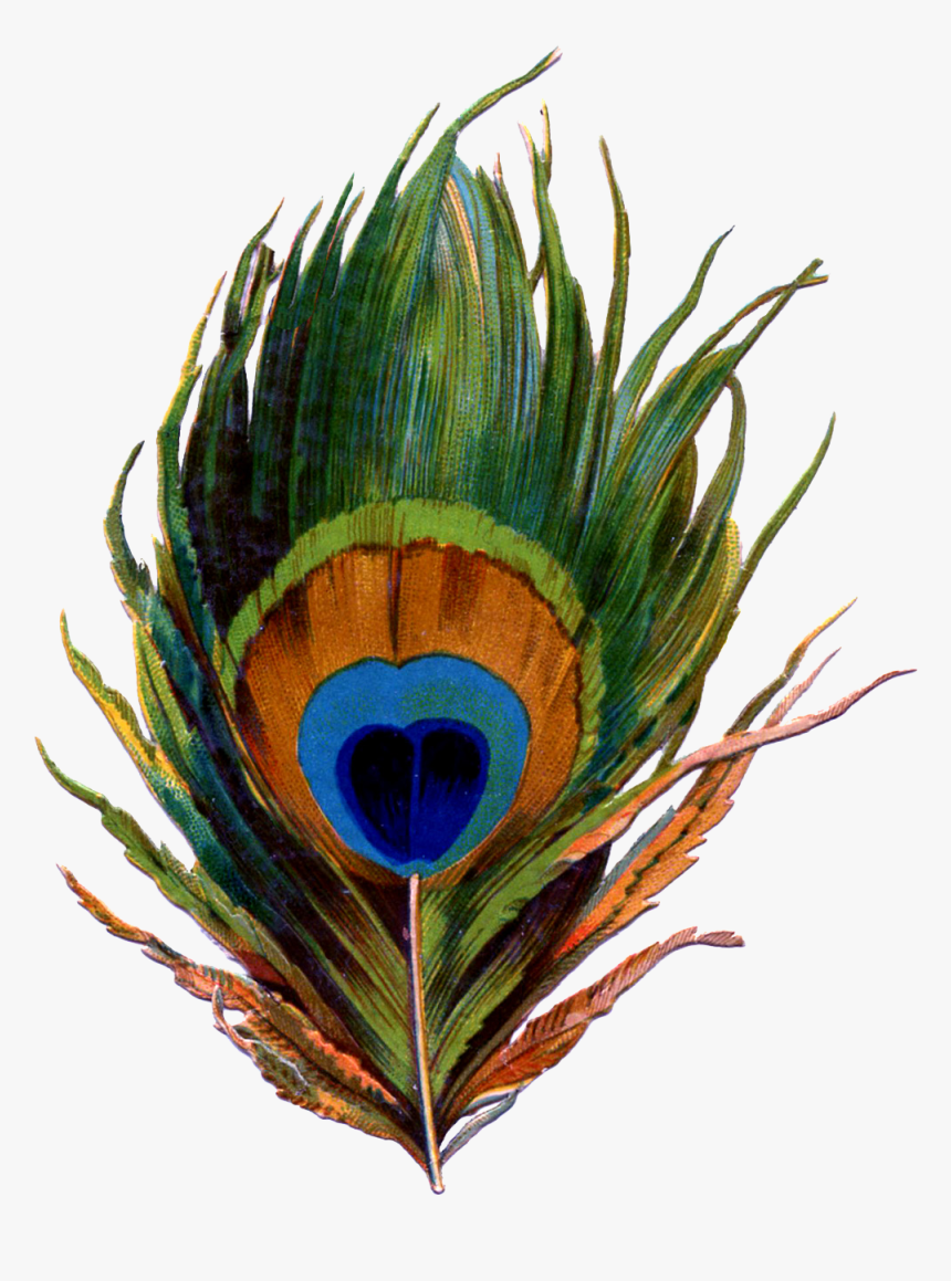 Peacock Feather Png Clipart - Drawings Of Peacock Feathers, Transparent Png, Free Download