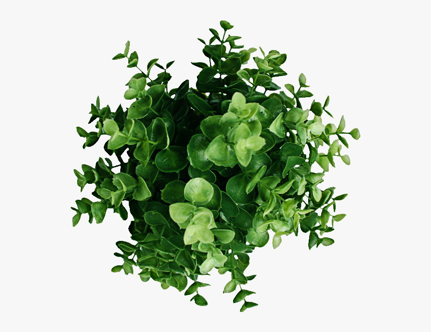 Plant Top View Png Image - Transparent Plant Top Png, Png Download, Free Download