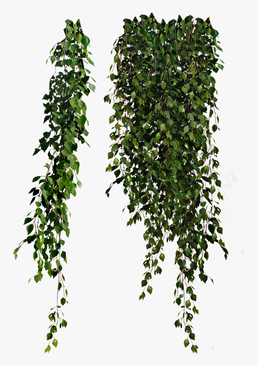 Plant Png, Transparent Png, Free Download