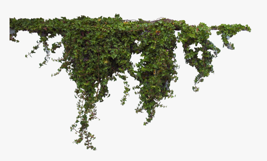 Download Plants Free Png Image - Transparent Background Vine Png, Png