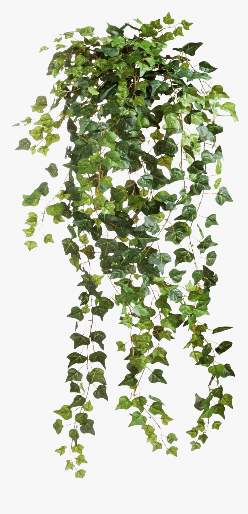 Vine Png, Transparent Png, Free Download