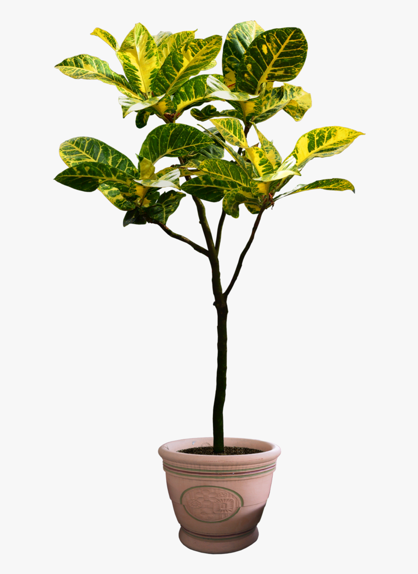 Png Plants Free Download, Transparent Png, Free Download