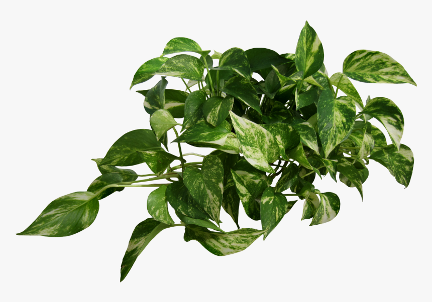 Alismatales - Plant Png, Transparent Png, Free Download