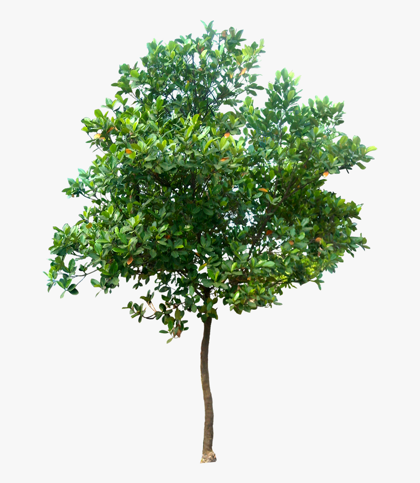 Photoshop Trees Png - High Resolution Tree Png, Transparent Png, Free Download