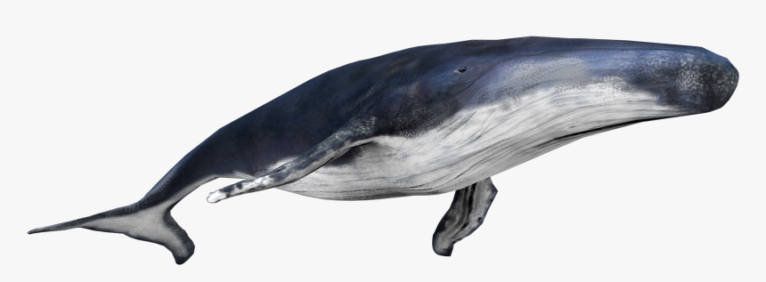 Common Bottlenose Dolphin, HD Png Download, Free Download