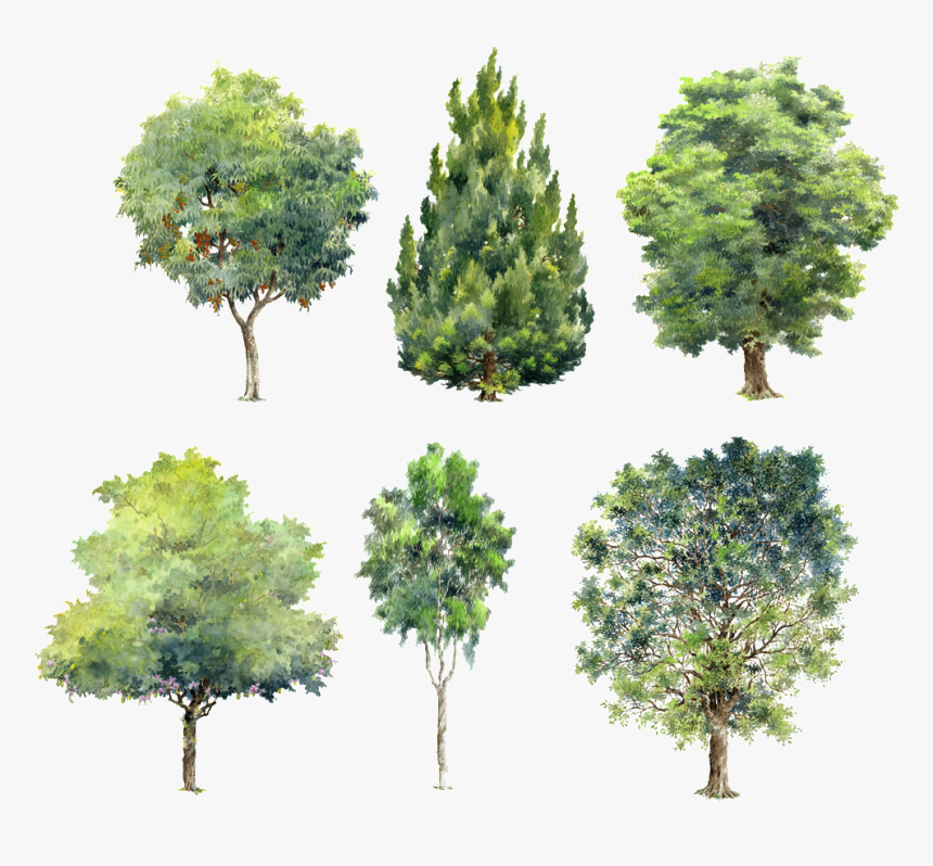 Trees Green Plants Beautiful Hand Painted Png - Trees Block For Photoshop, Transparent Png, Free Download
