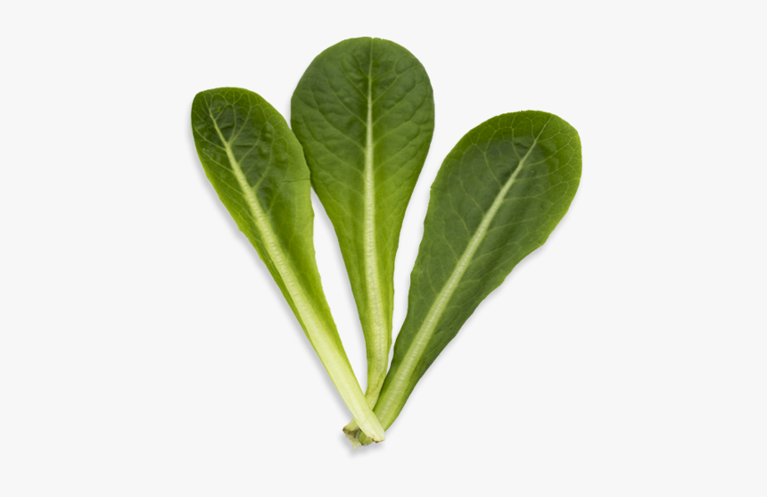 Spinach Leaf Png, Transparent Png, Free Download