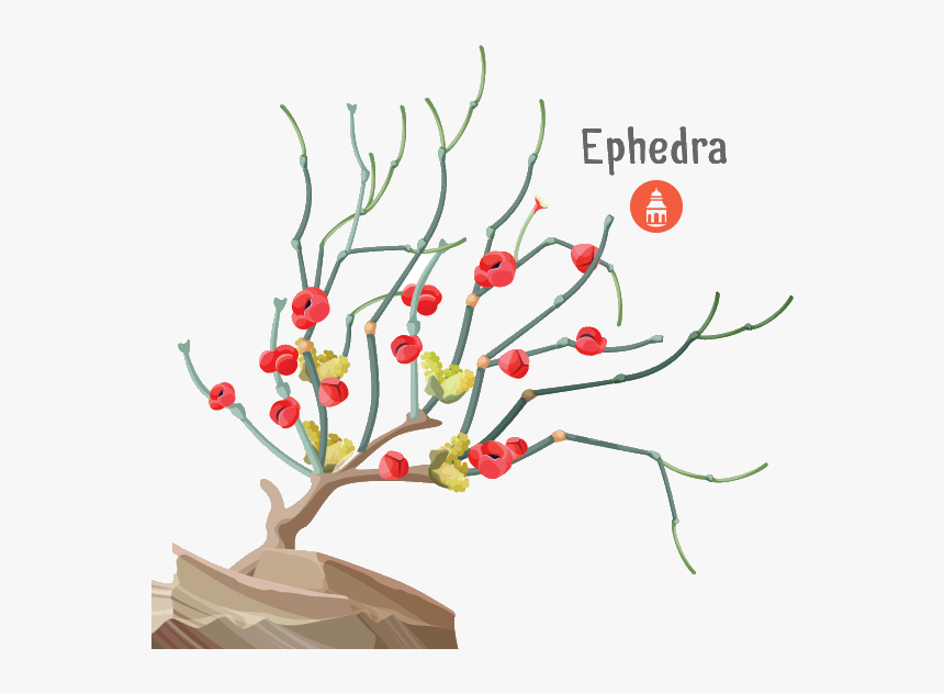 Ephedra Plant Growing In China And Being Used As Medicine - Ephedrine Plant Clipart, HD Png Download, Free Download
