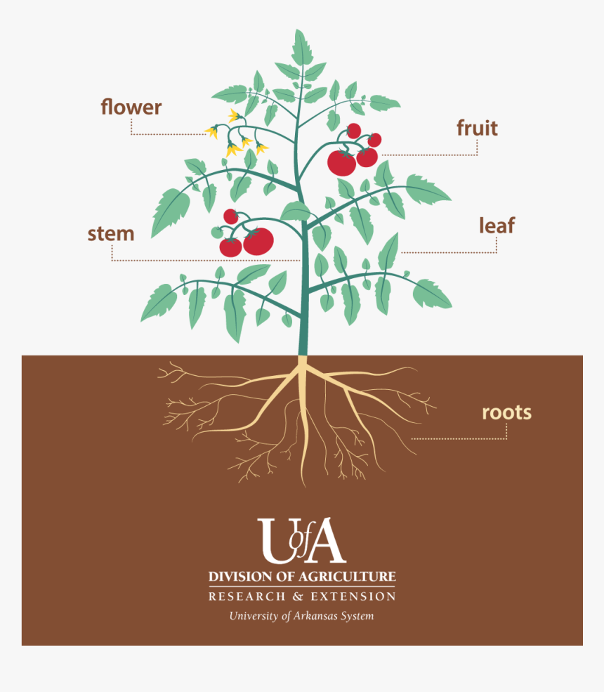 Parts Of A Tomato Plant Png - Part Of Tomato Tree, Transparent Png, Free Download