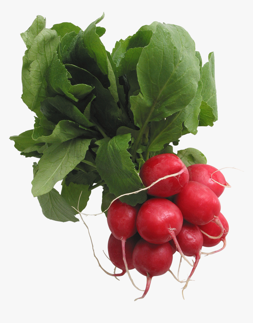 Radish Png - Radishes Png, Transparent Png, Free Download