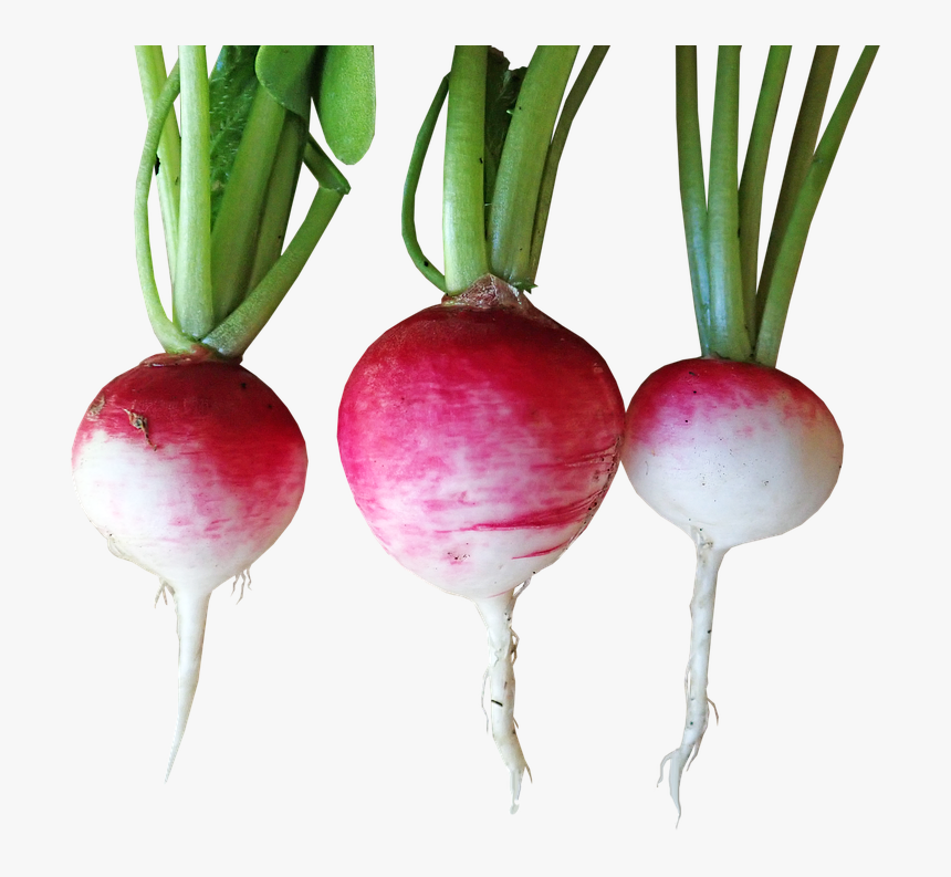 Radishes, Vegetables, Food, Harvest, Cut Out, Isolated - Turnip Png, Transparent Png, Free Download