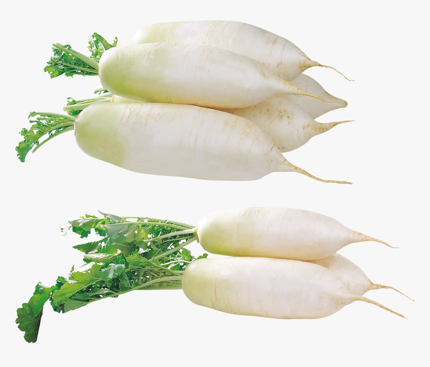 Radish Png, Transparent Png, Free Download