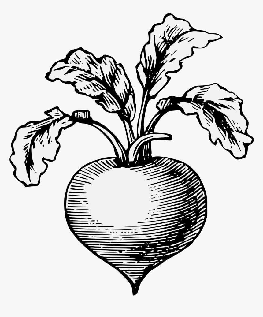 Transparent Radishes Png - Radish Pepper Clipart Black And White, Png Download, Free Download