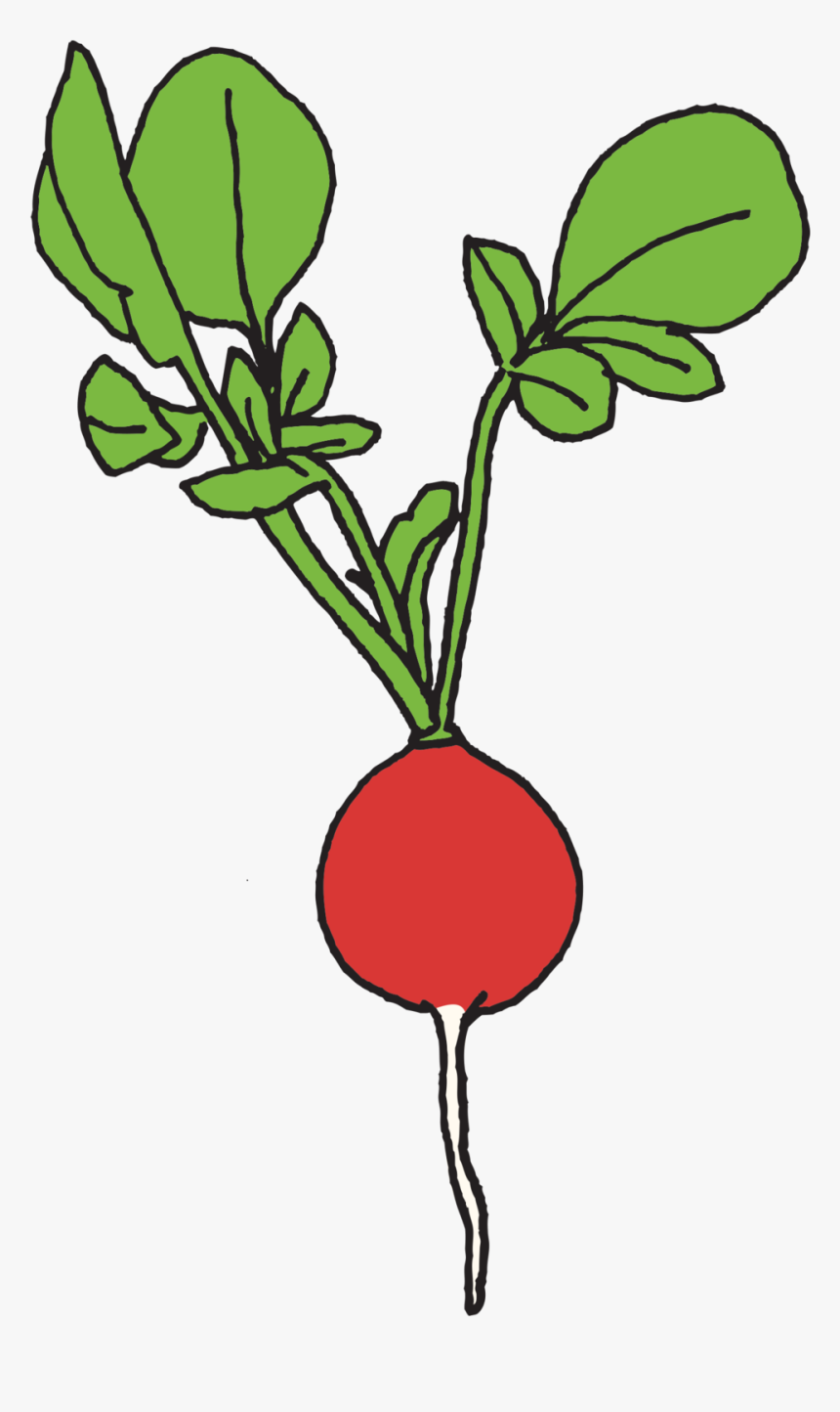 Radish Clipart Png, Transparent Png, Free Download