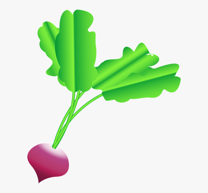 Radish, Beet, Beets, Radishes, Roots, Food, Plant - Desenho Rabanete Png, Transparent Png, Free Download