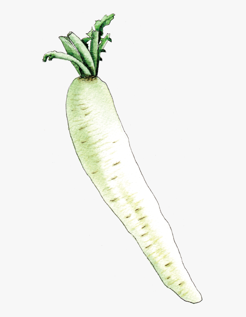 Illustration By Helen Krayenhoff - Daikon, HD Png Download, Free Download