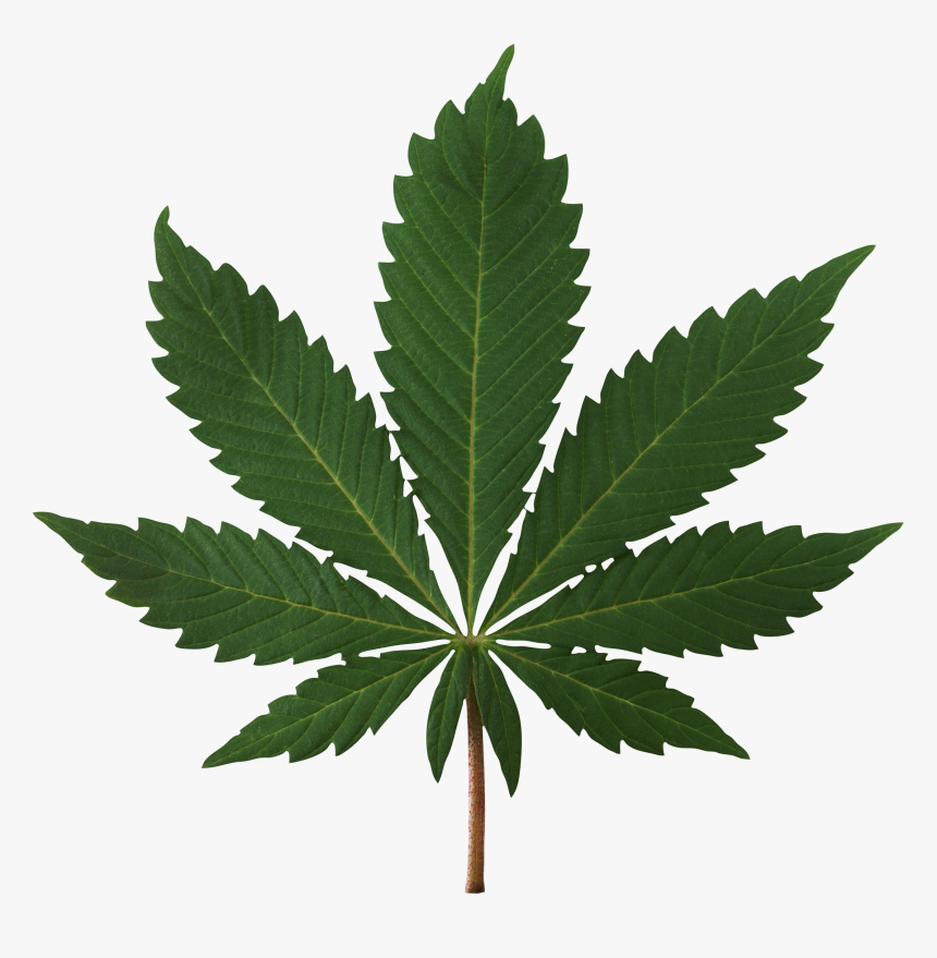 Weed Symbol Png - High Res Pot Leaf, Transparent Png, Free Download