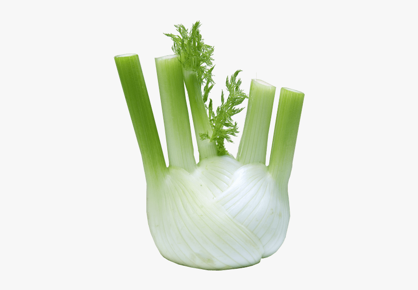 Fennel - Fennel Png, Transparent Png, Free Download